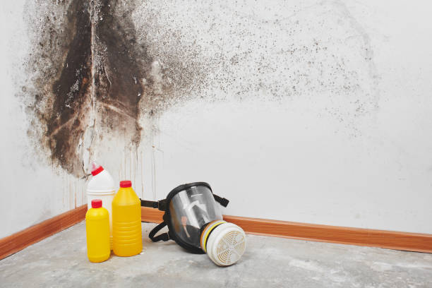 Best Mold Remediation for Specific Building Types in Haslet, TX