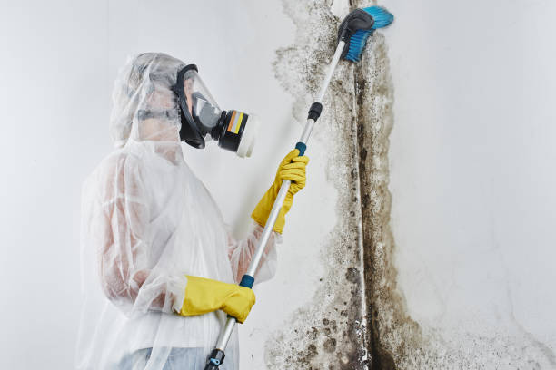 Best Basement Mold Remediation in Haslet, TX