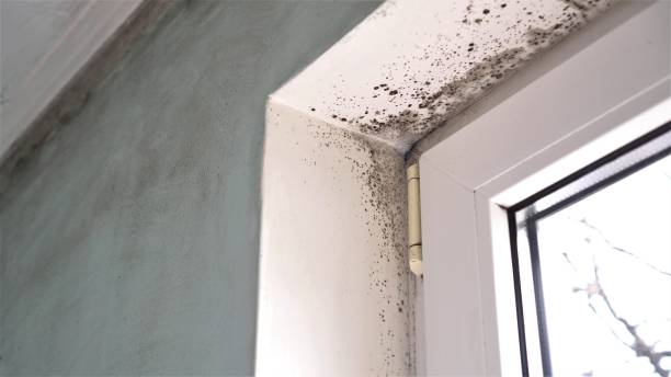 Trusted Haslet, TX Mold Remediation Experts
