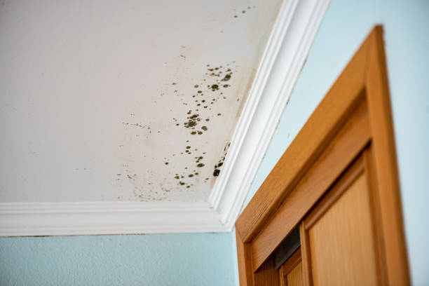 Best White Mold Remediation in Haslet, TX