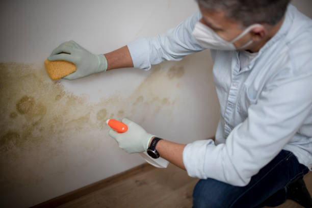 Best Preventive Mold Services in Haslet, TX