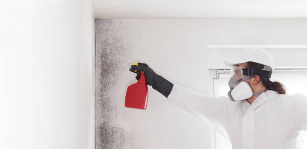 Best White Mold Remediation in Haslet, TX