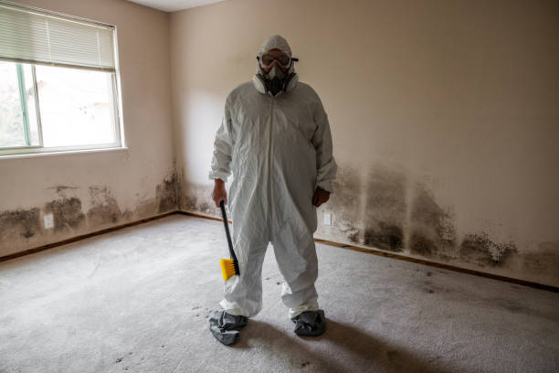 Best DIY Mold Remediation Support Services in Haslet, TX